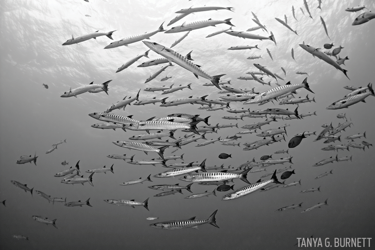 school of barracuda underwater photo black and white Tahiti