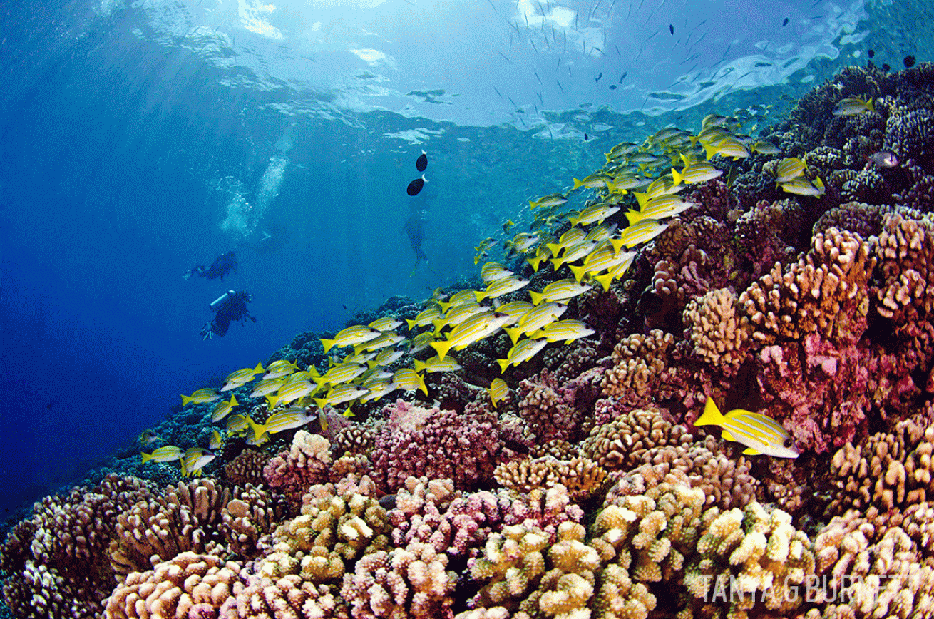 coral reef and tropical fish underwater photo Tahiti