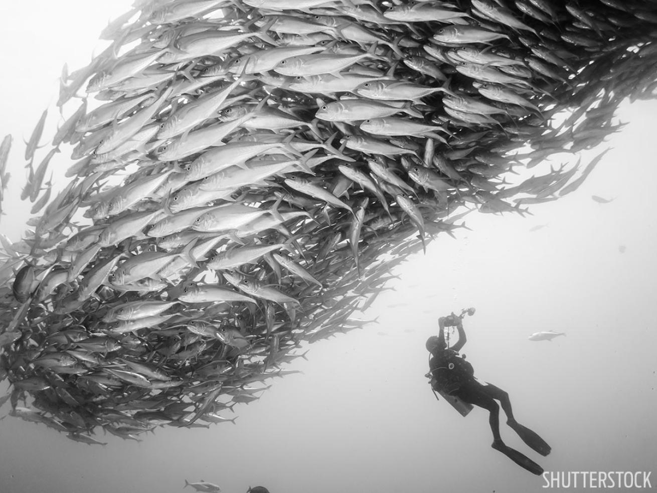 Mexico schooling fish underwater photo