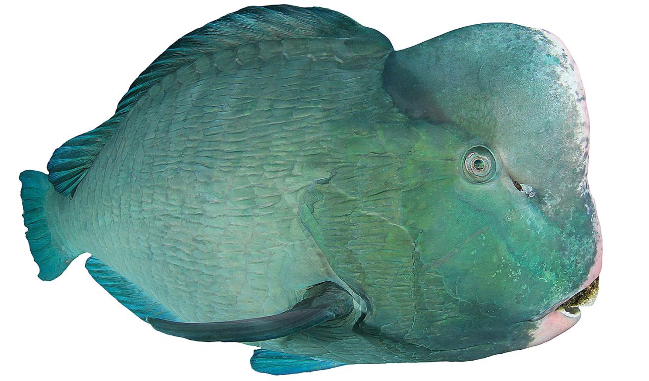 Parrot fish shop