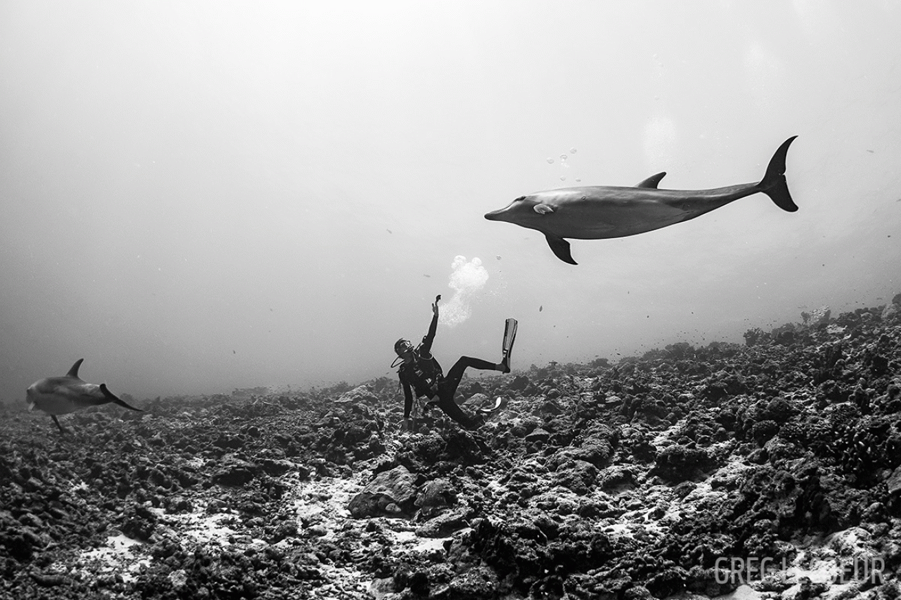 diver encounters dolphin underwater photo Tahiti