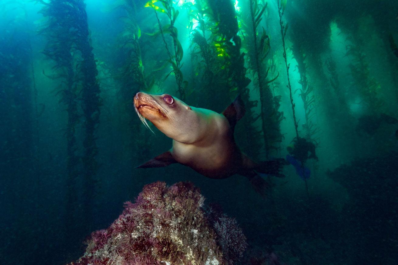 Guide to Diving in Channel Islands National Marine Sanctuary