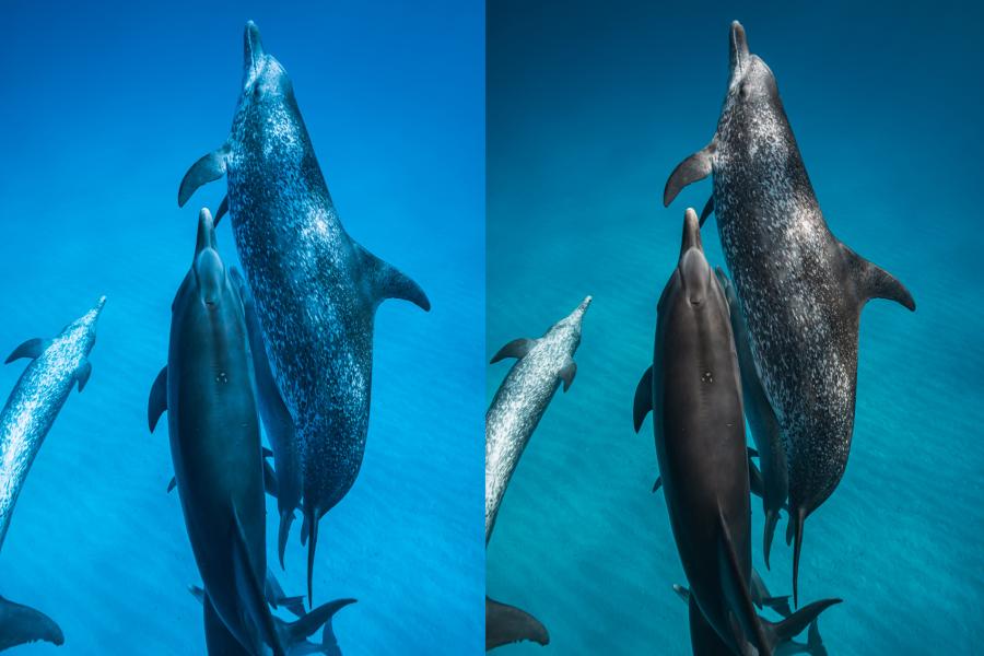 Ask A Pro Photographer: How To Achieve Awesome Color In Your Underwater ...