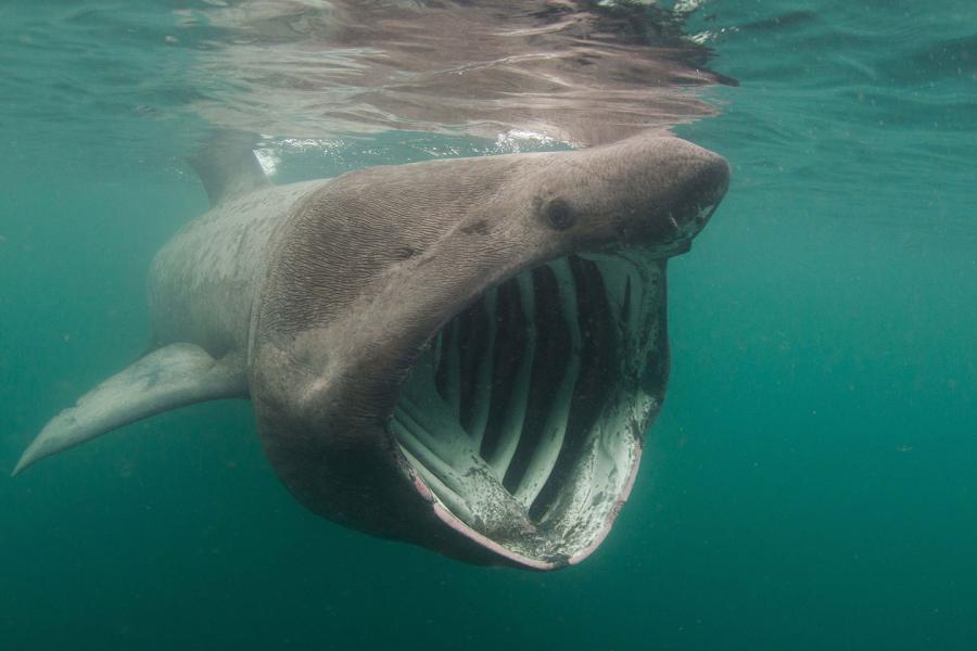 Fun Facts about Basking Sharks | Scuba Diving