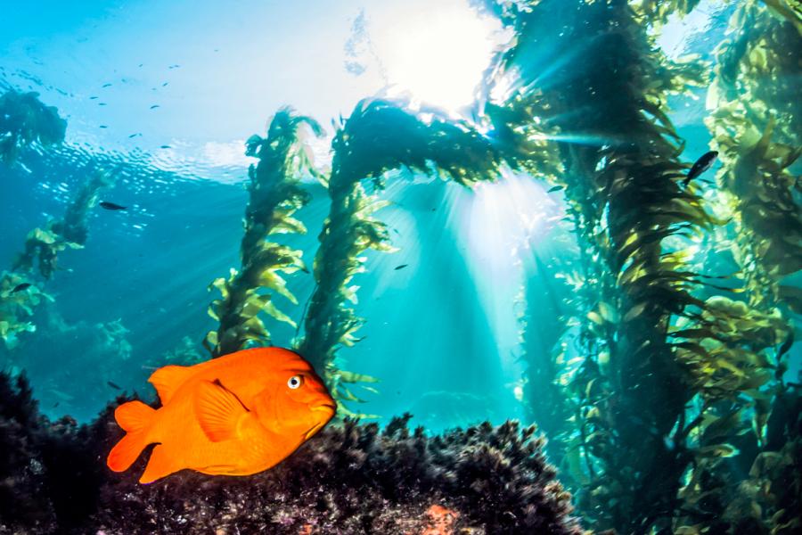 The Best Scuba Destinations for Diving Healthy Marine Environments