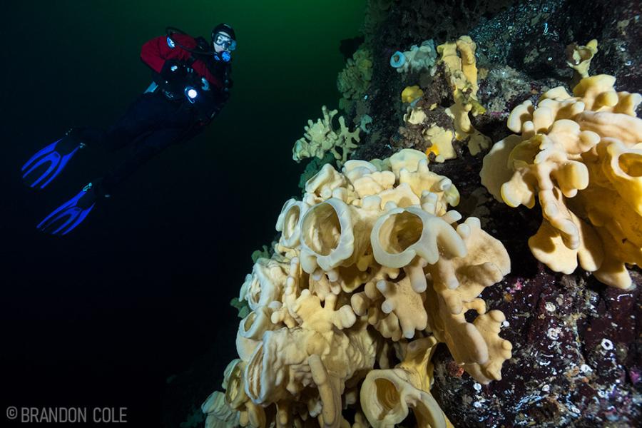 What It's Like To Dive British Columbia's Unique Glass Sponge Reefs ...