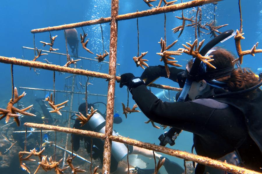  Grenada Marine Life: Tribal Rhythms of the Sea Grenada