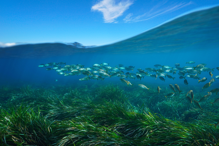 coral reef seagrass