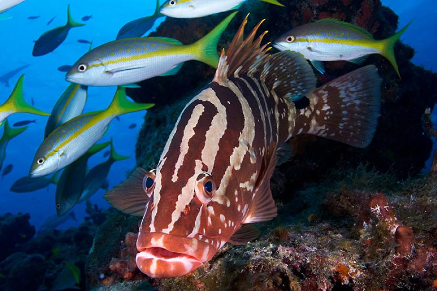 fishingline – Cayman Islands Department of Environment