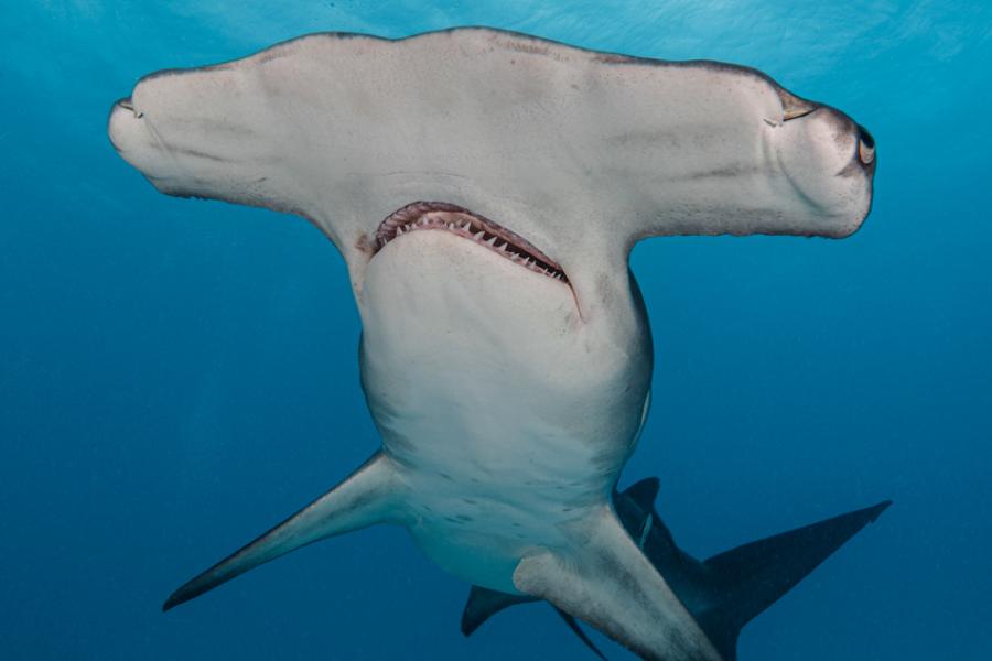 Hammerhead sharks hold their breath on deep water hunts to stay