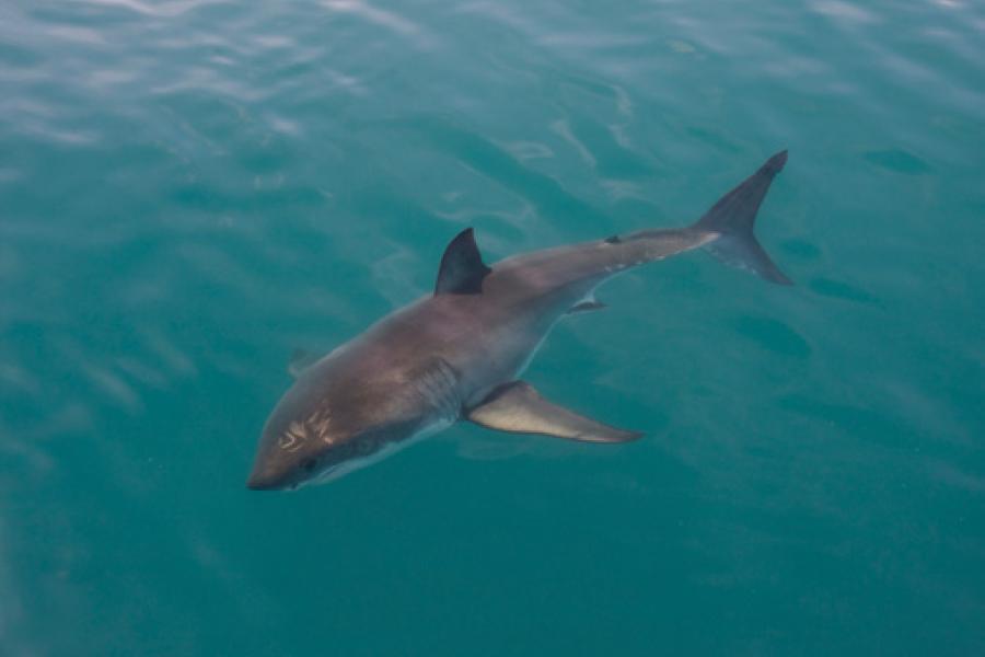 New Great White Shark Added To Open Sea Exhibit At Monterey Bay 