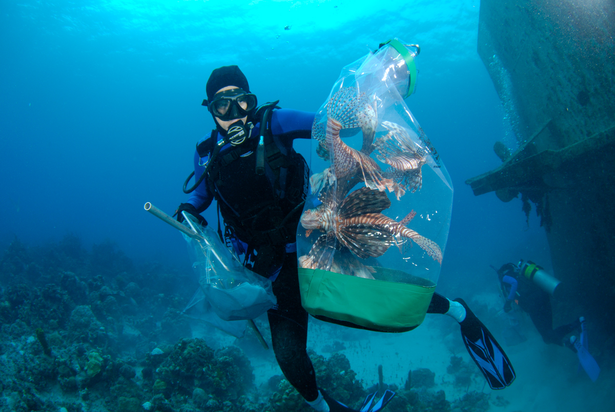 Подводная охота море. Групер и мурена. Морская подводная охота. Дайвинг подводная охота. Подводная охота в океане.