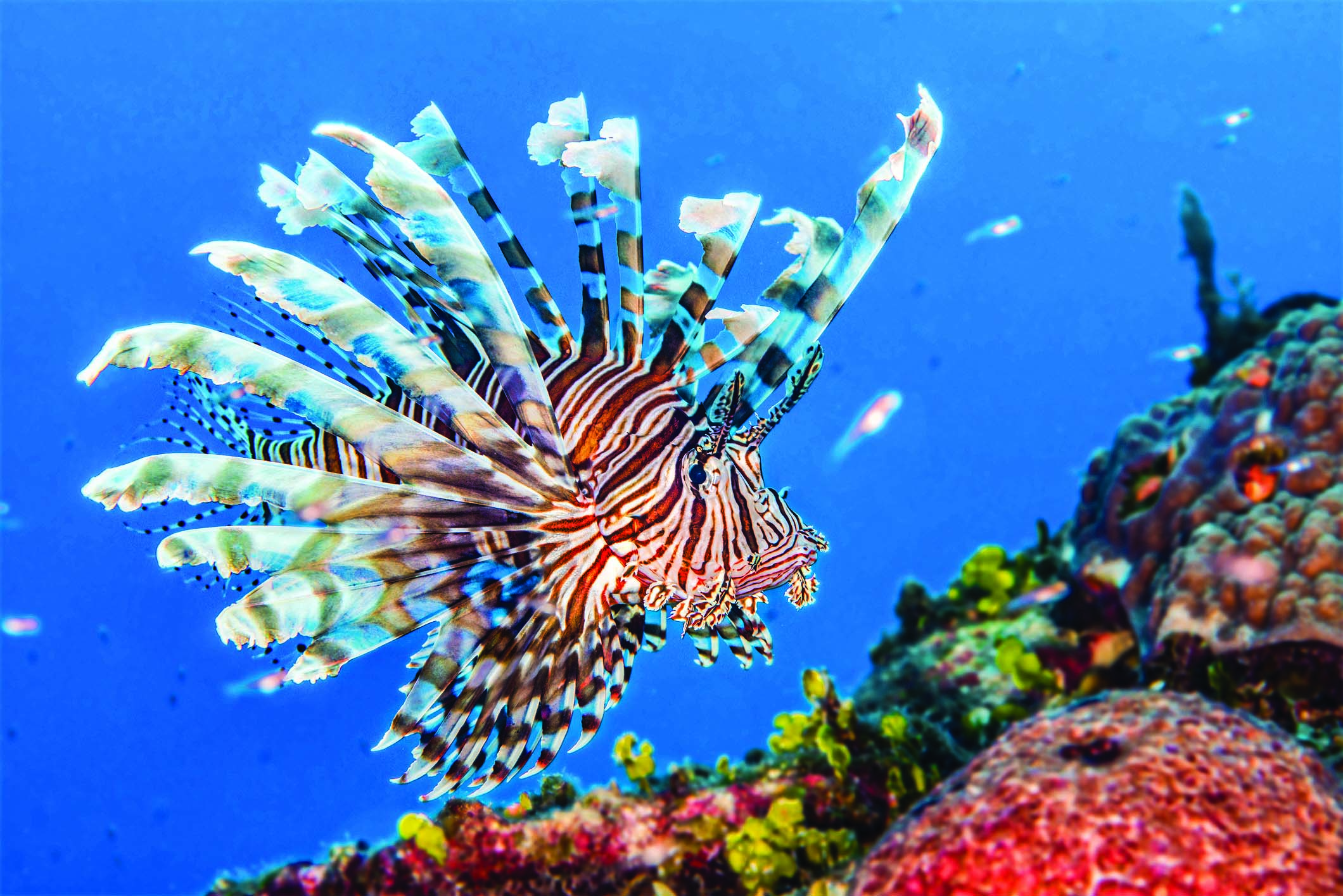 Ask Dan: How Do I Prevent and Treat Lionfish Stings? | Scuba Diving