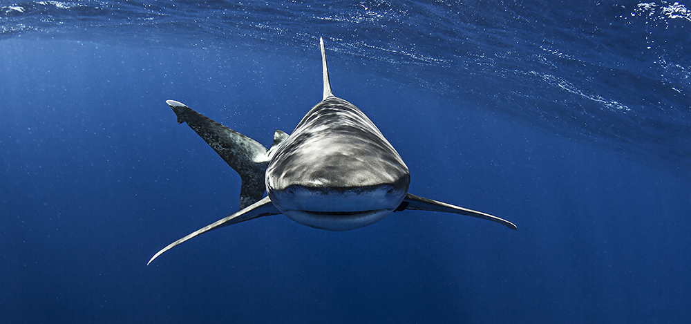 Jaw-Dropping Shark Photos to Prepare for Shark Week | Scuba Diving