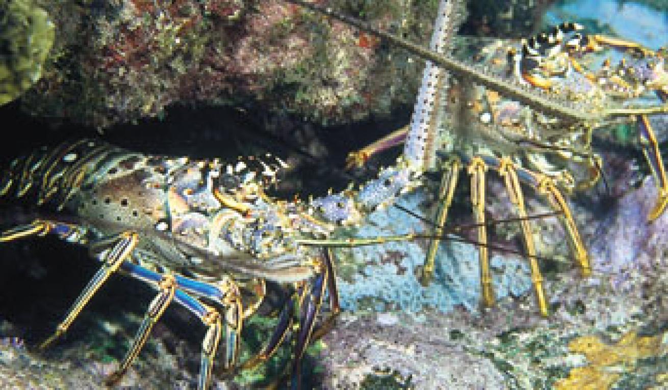 Top 10 Lobstering Tips: How to Find & Catch Lobster - Florida