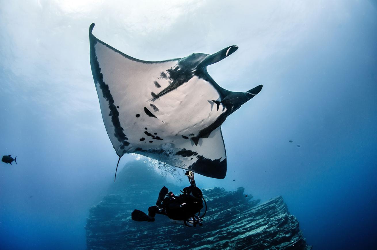 Giant manta online ray