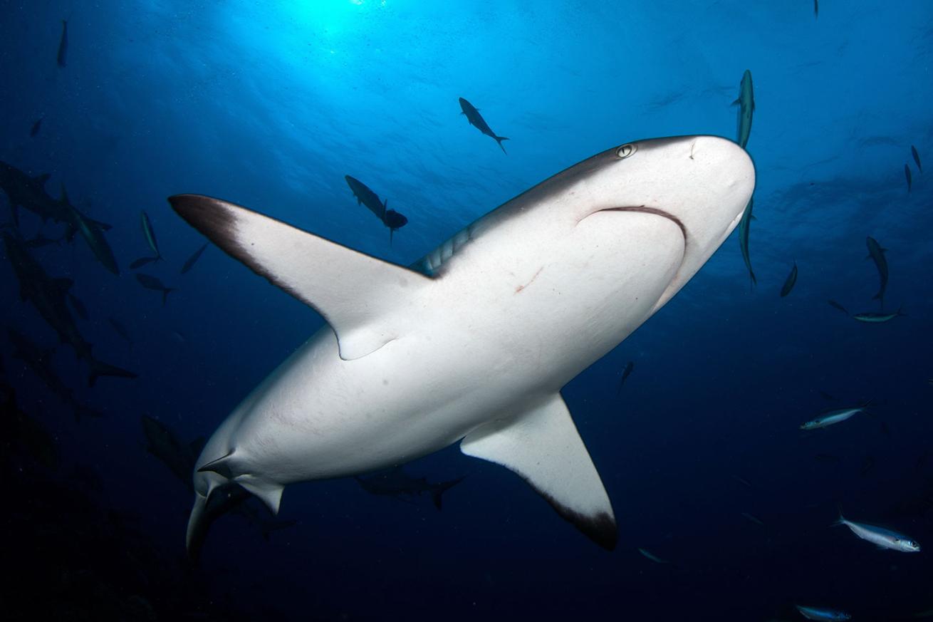 gray reef shark