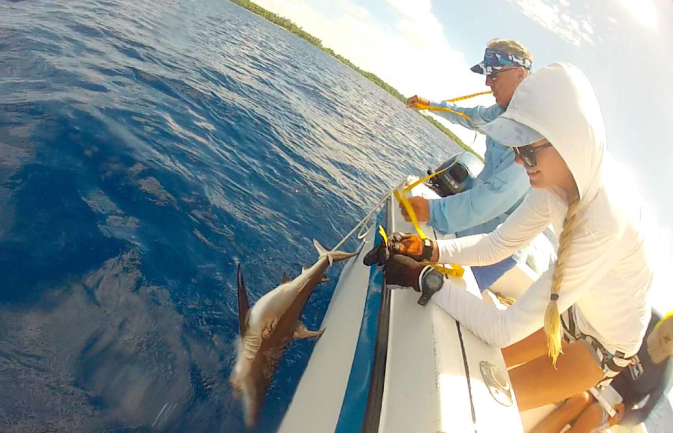 bringing a shark alongside boat for tagging