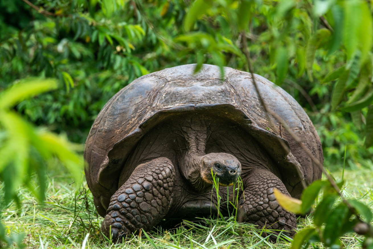 A tortoise in the grass
