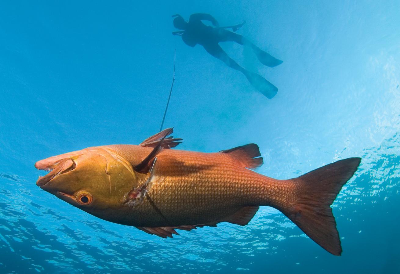 How to Spear Fish: The Greatest Spearfishing Guide Ever Created