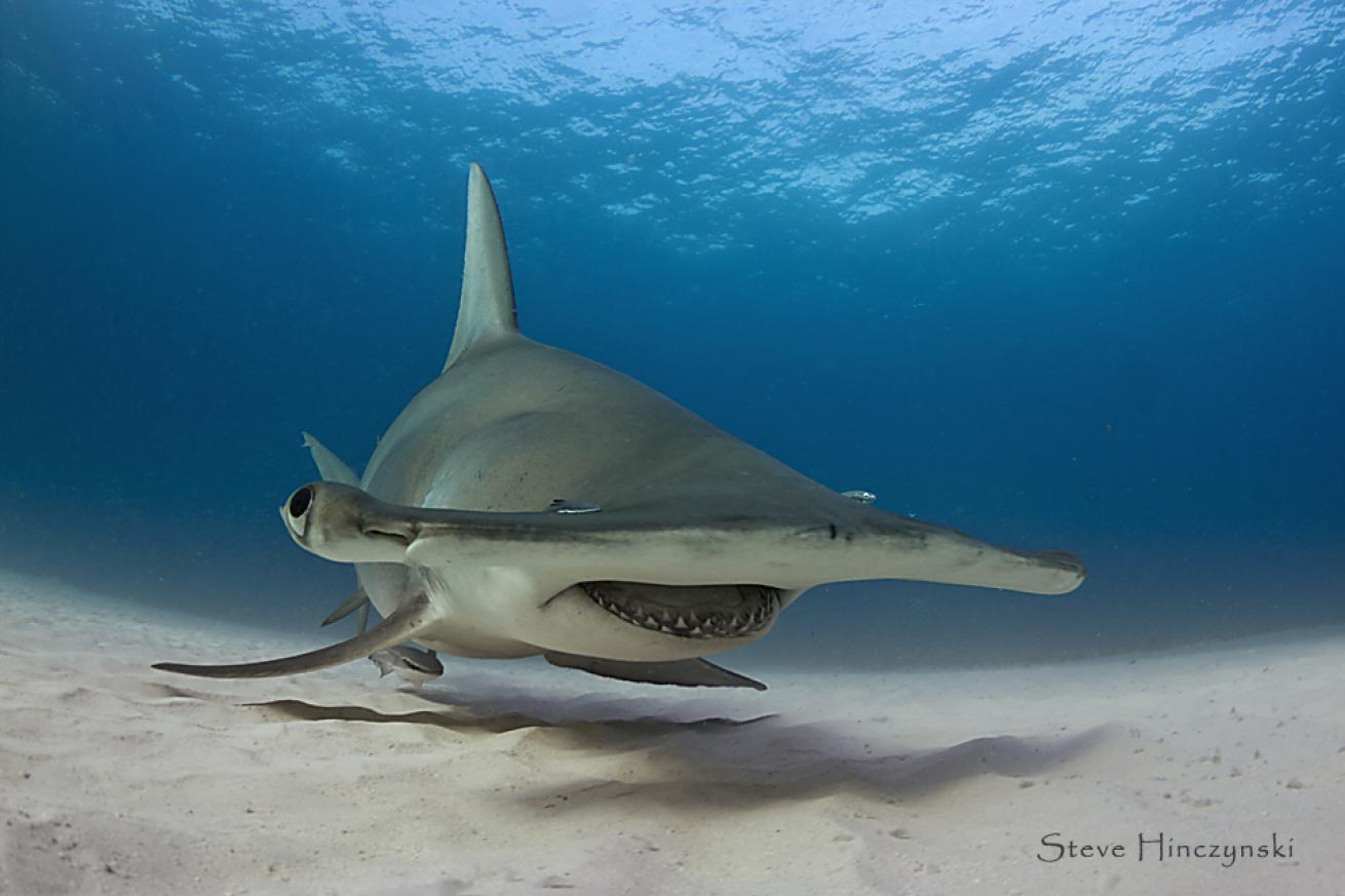 Great Hammerheads: A Photo Gallery | Scuba Diving