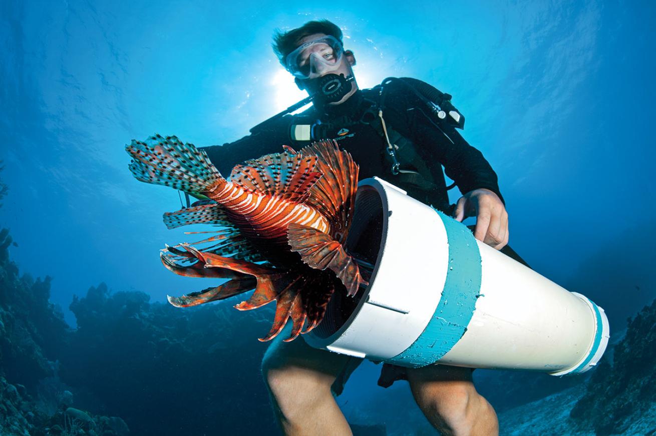 Diver captures a lionfish.