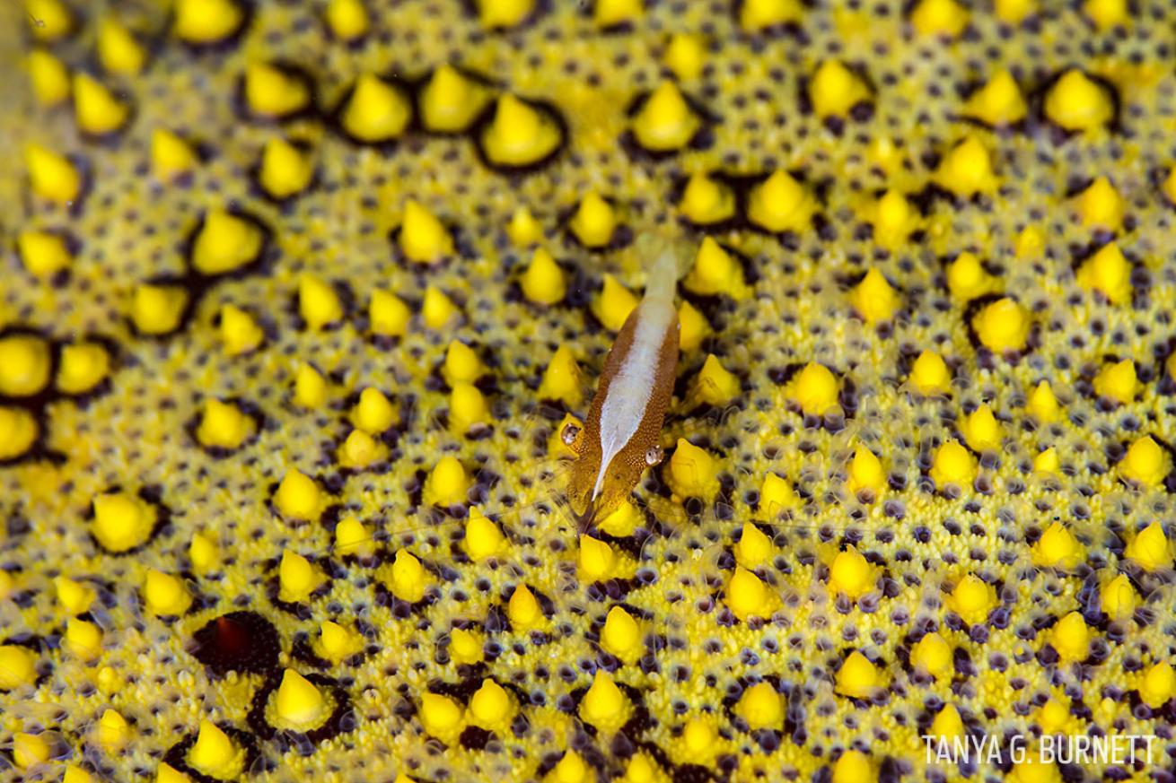 sea star shrimp underwater photography Marquesas