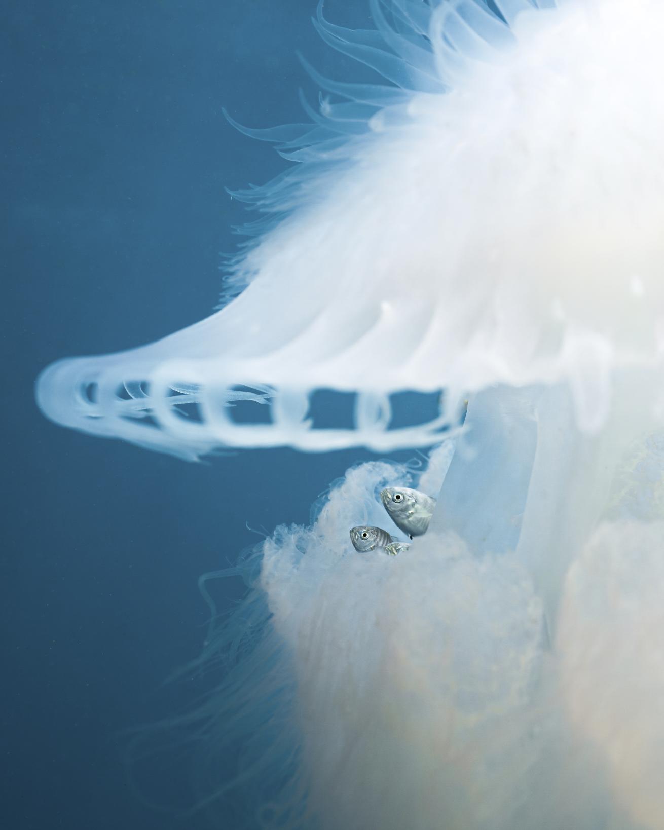 fish hiding beneath the bell of a jellyfish in andaman sea, thailand