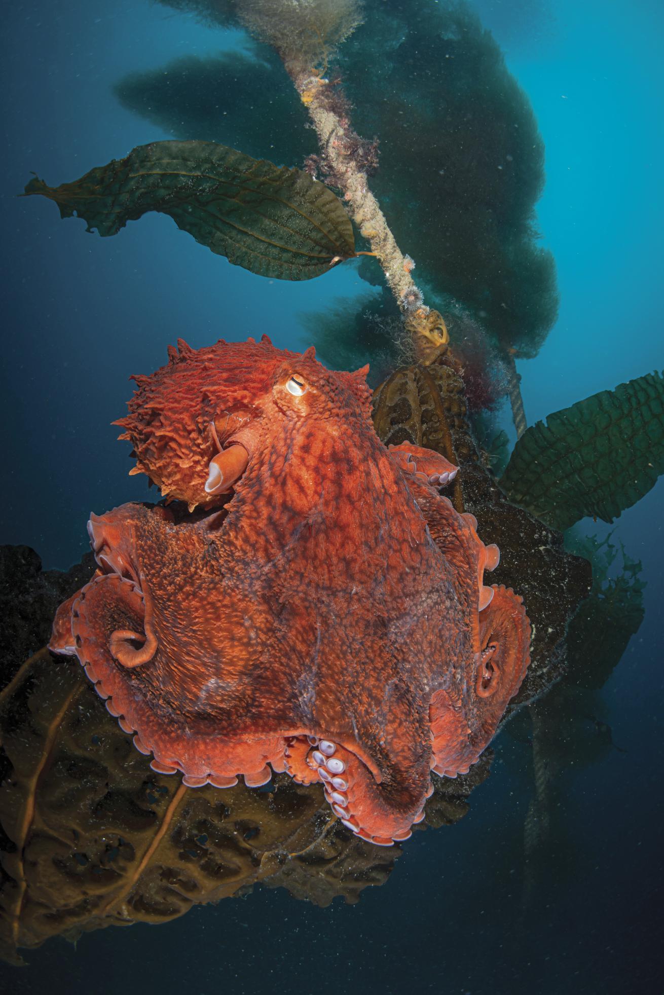 giant Pacific octopus in sea of japan, russia