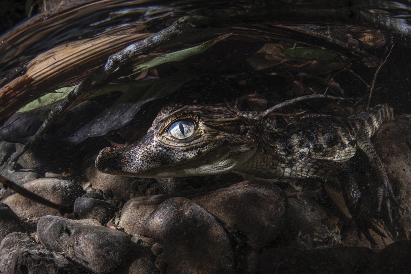 a caiman in a river in Costa Rica