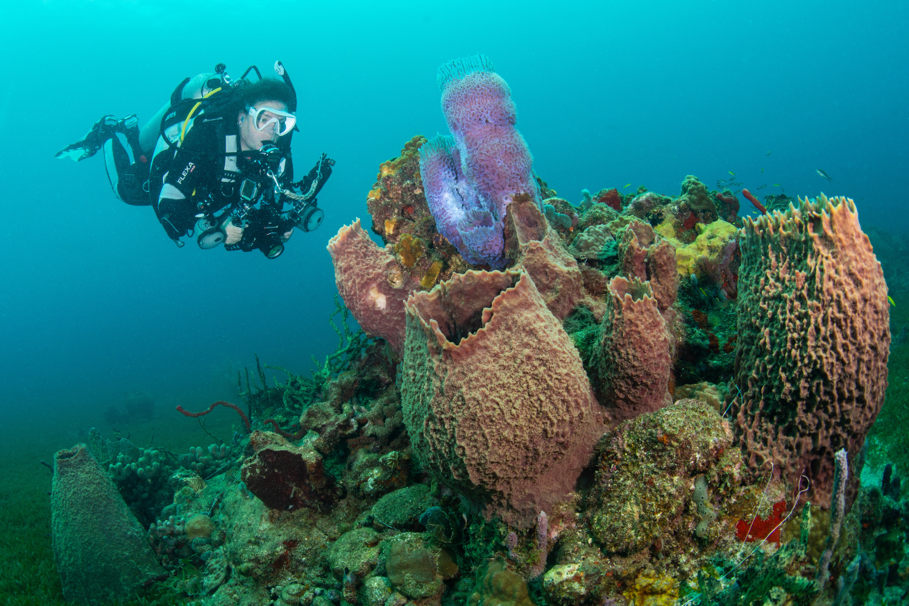 A person in scuba gear swimming near coral