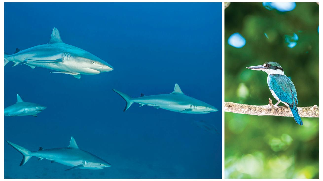 Left: Gray reef sharks lurk at the dive site Blue Corner. Right: The collared kingfisher is one of more than 160 bird species sighted in Palau.