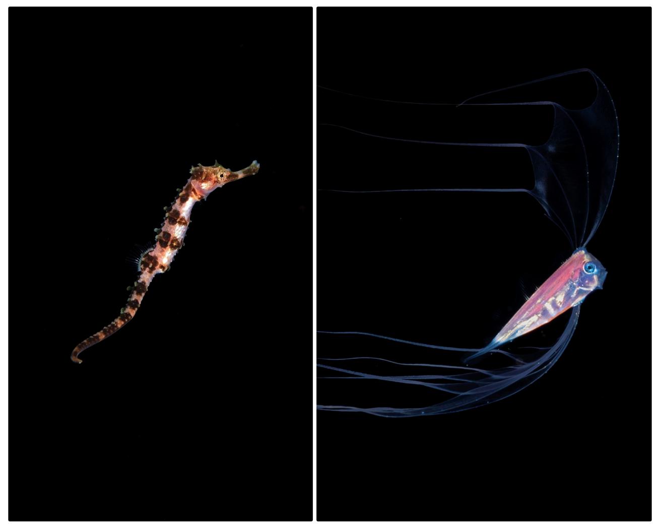 Left: A pelagic seahorse drifts in the inky black off Kona. Right: An unidentified ribbonfish on a blackwater dive.