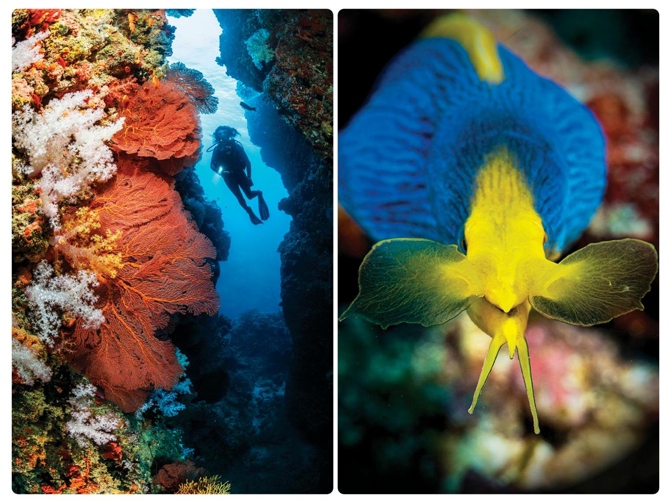 Left: Fiji captivates divers with easy swim-throughs blanketed in bright sea fans and soft corals; Right: A blue ribbon eel (Rhinomuraena quaesita)