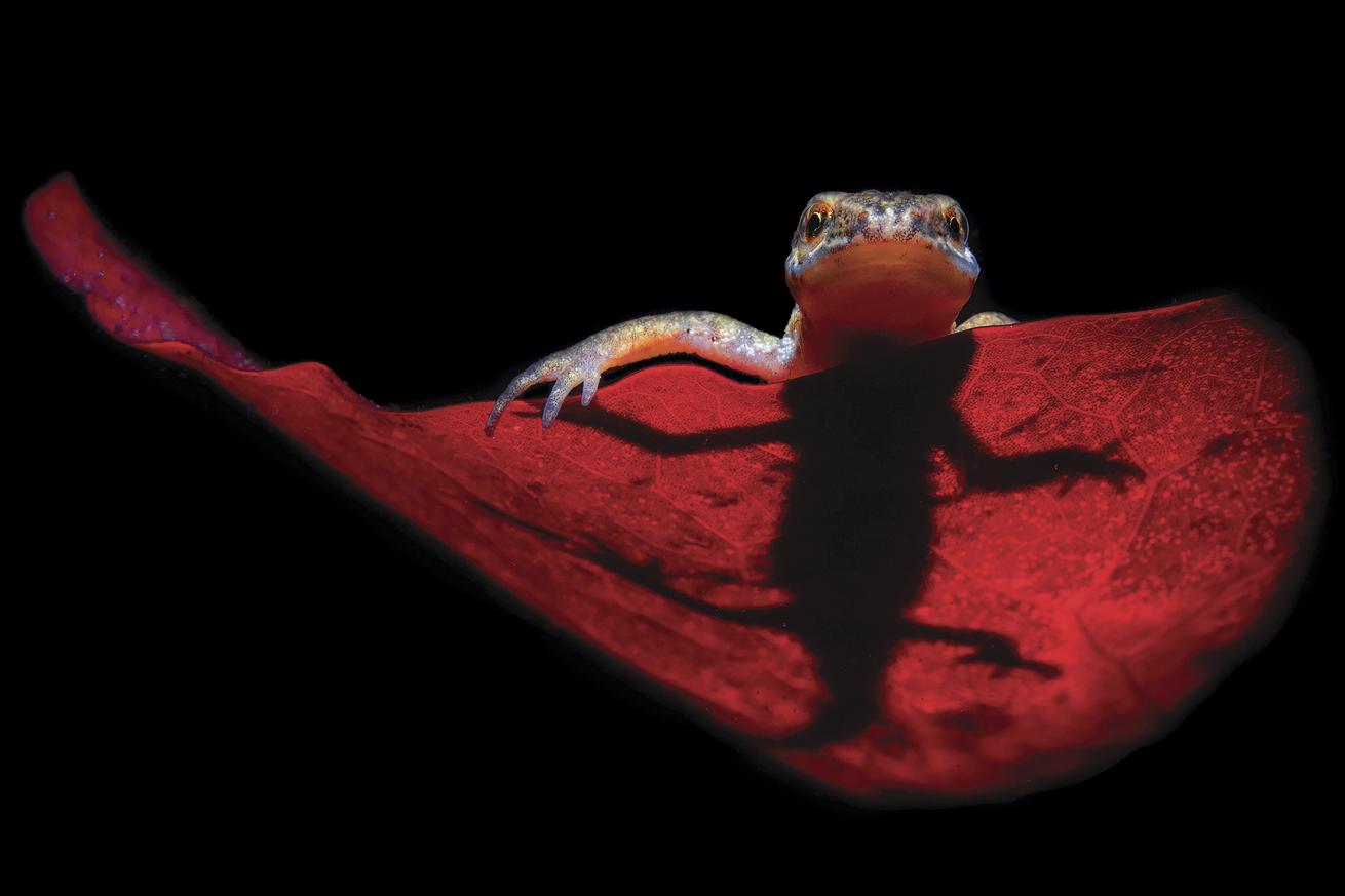 salamander sits on a red lily pad in a lake near Antwerp, Belgium