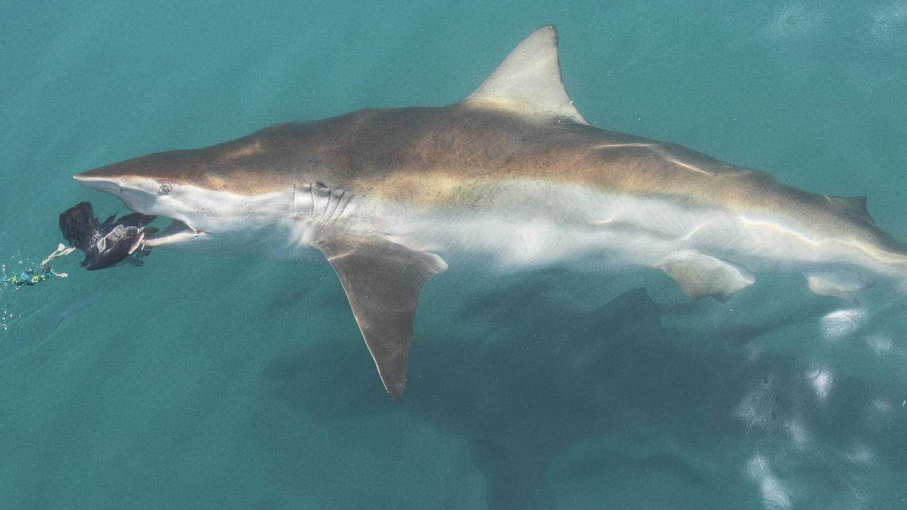 A bronze whaler, aka copper shark, attempts to snag some bait during a cage dive off Gansbaai, South Africa.