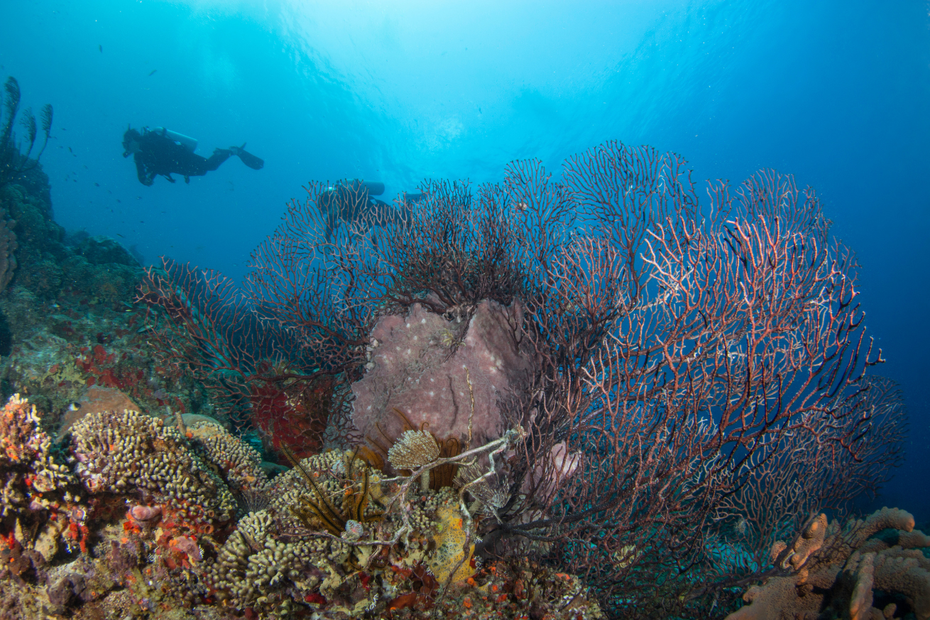 A coral reef with a scuba diver