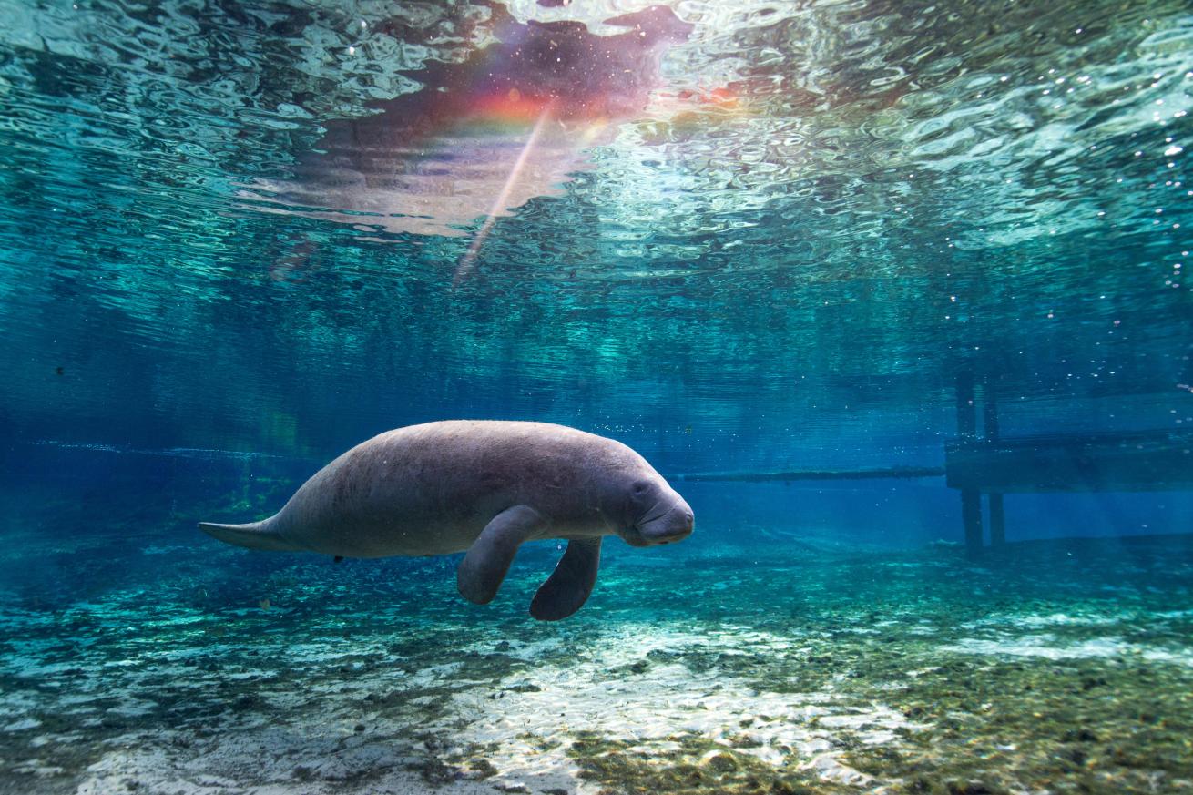 a manatee in a freshwater spring florida