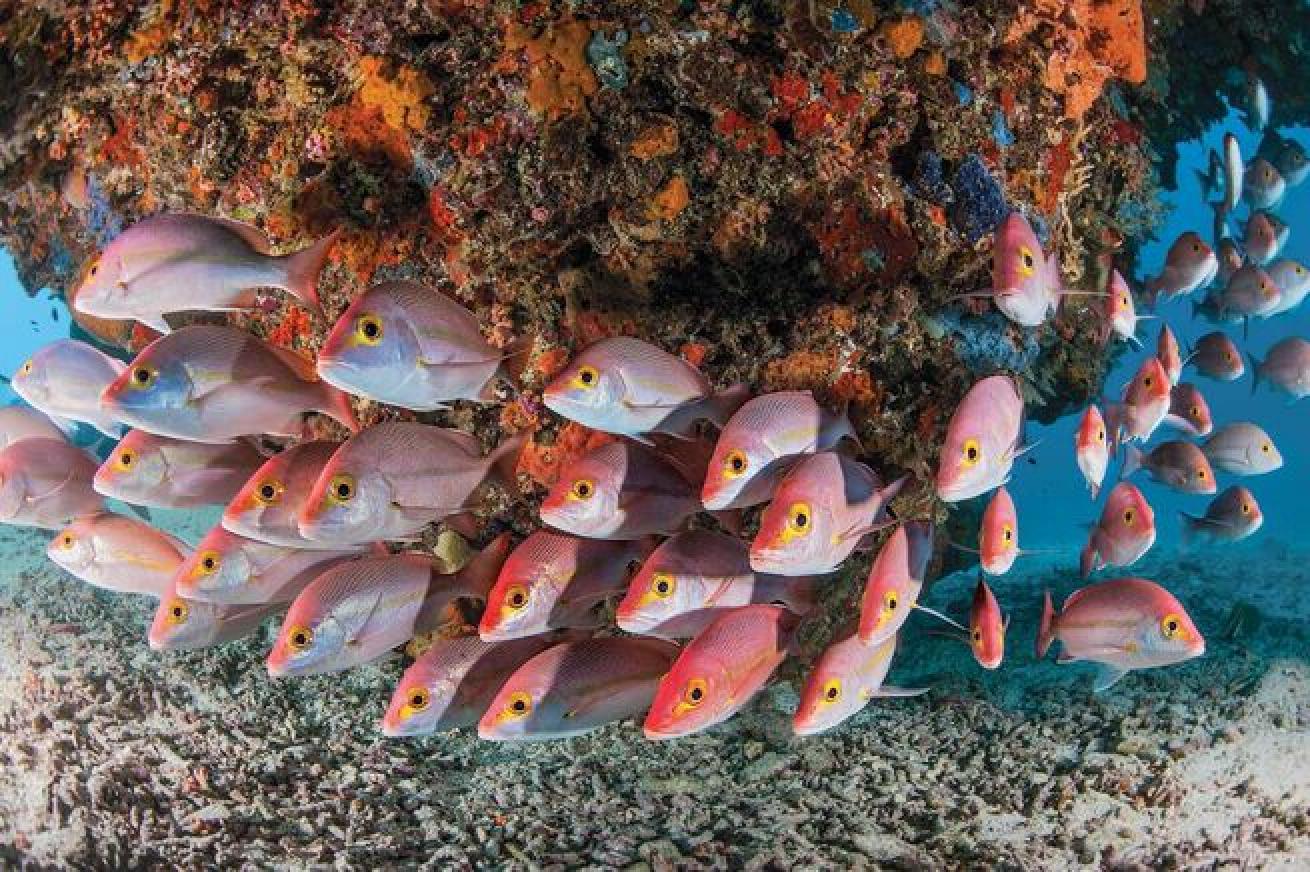 Hussar snapper shelter under a coral outcropping off Heron Island.