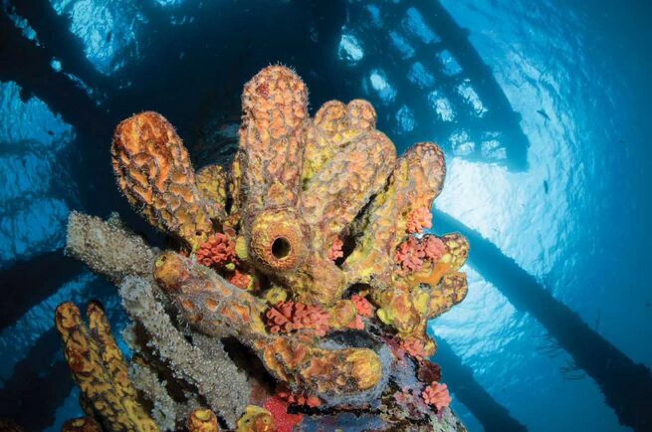 Salt Pier on Bonaire bottoms out at 50 feet.