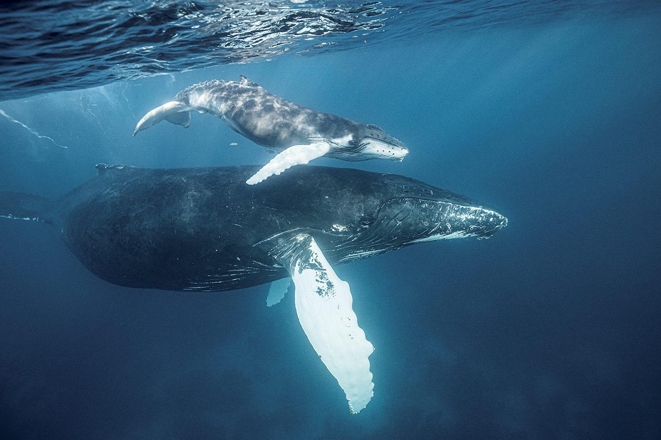 A mother humpback whale swims with her calf at Silver Bank.