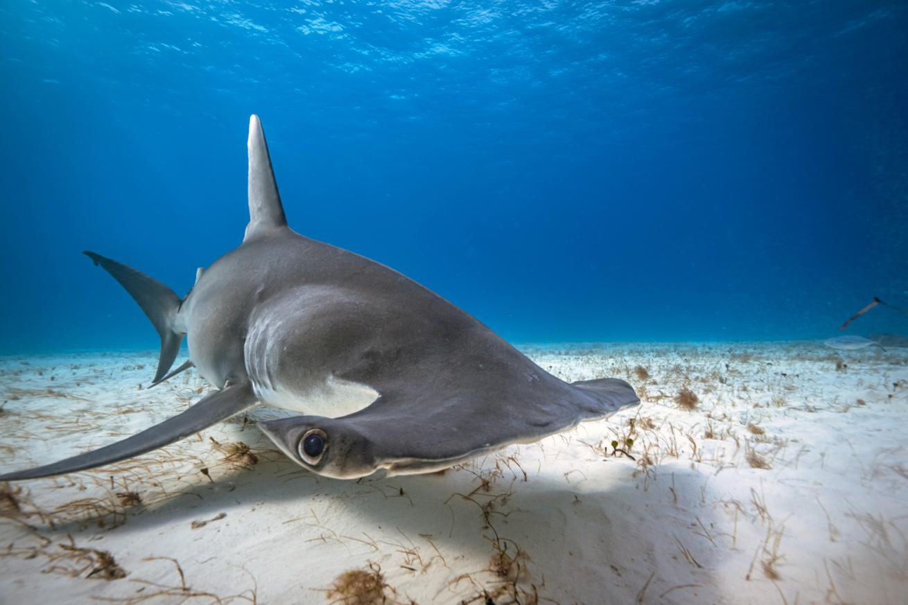 hammerhead shark 