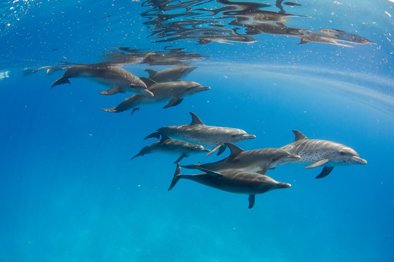 A group of Atlantic spotted dolphins travel calmly in a group 