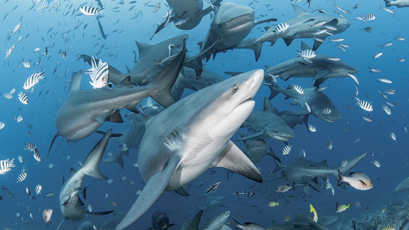 A school of bull sharks swarms a dive site at Fiji’s Beqa Lagoon