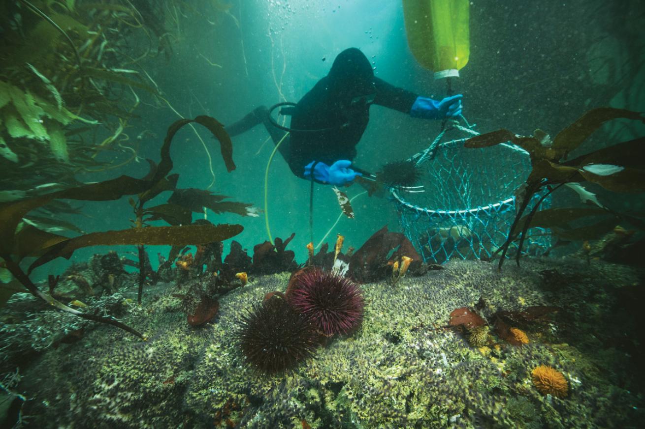 In The Field What It S Like To Be A Commercial Urchin Diver Scuba Diving   Feinblatt 20220925 0023 Edit 