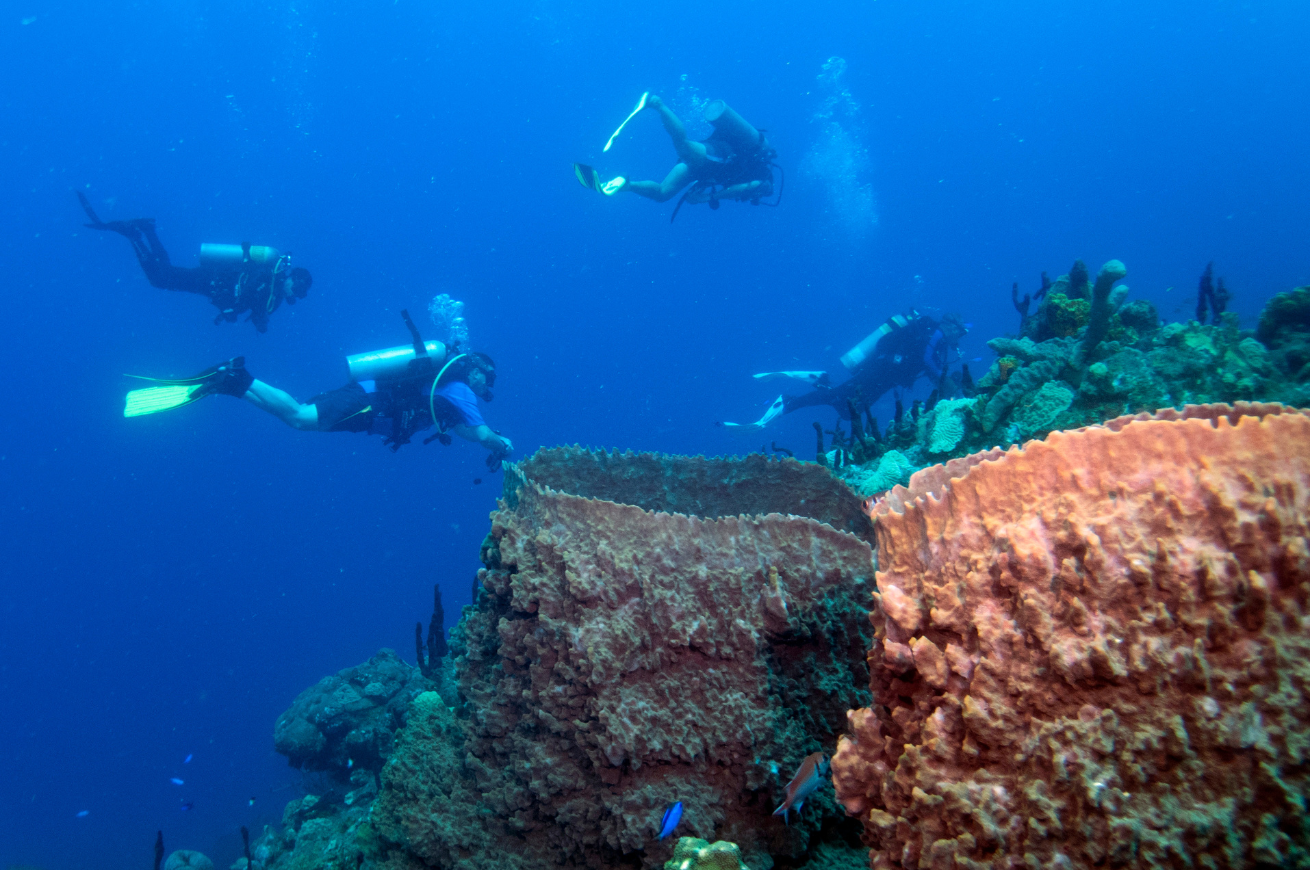 Divers underwater