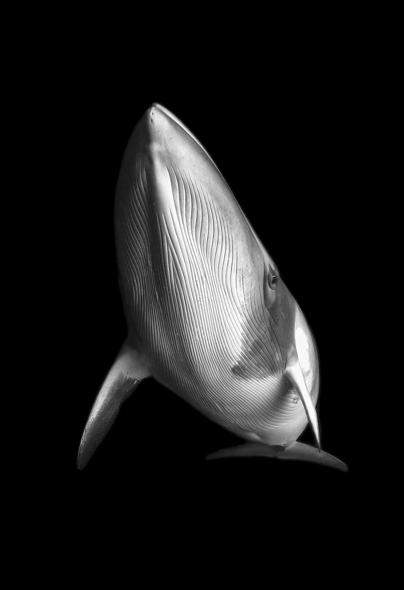 a curious dwarf minke whale in Ribbon Reef Australia