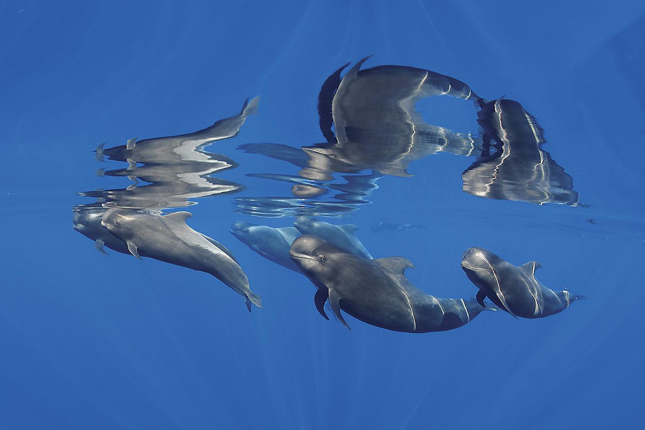 family of pilot whales taken in clear water in Tenerife