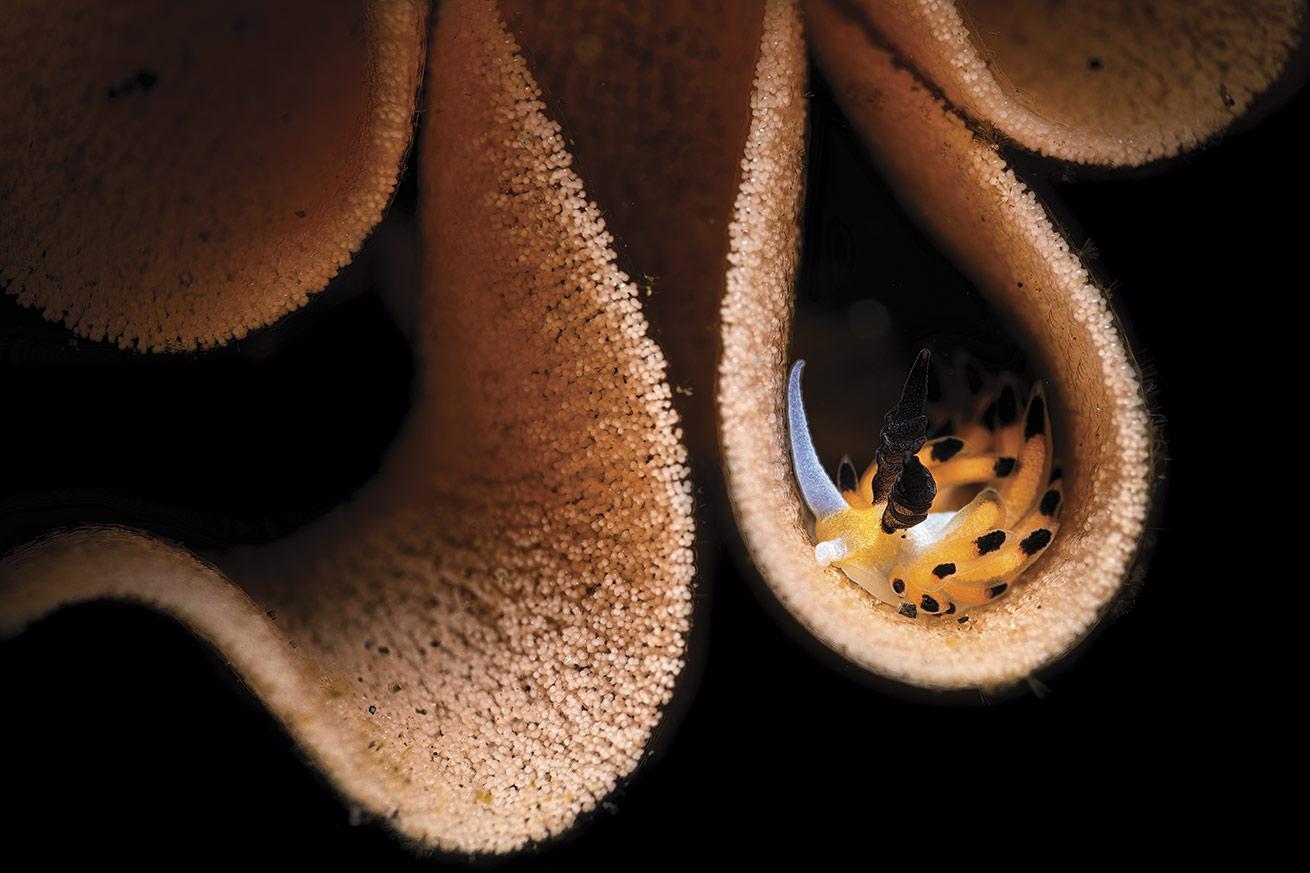 The *Favorinus tsuruganus* is a species known to prey on the eggs of other nudibranchs. My dive guide found this one sitting on a large egg mass, though I’m not sure what species produced the eggs.
