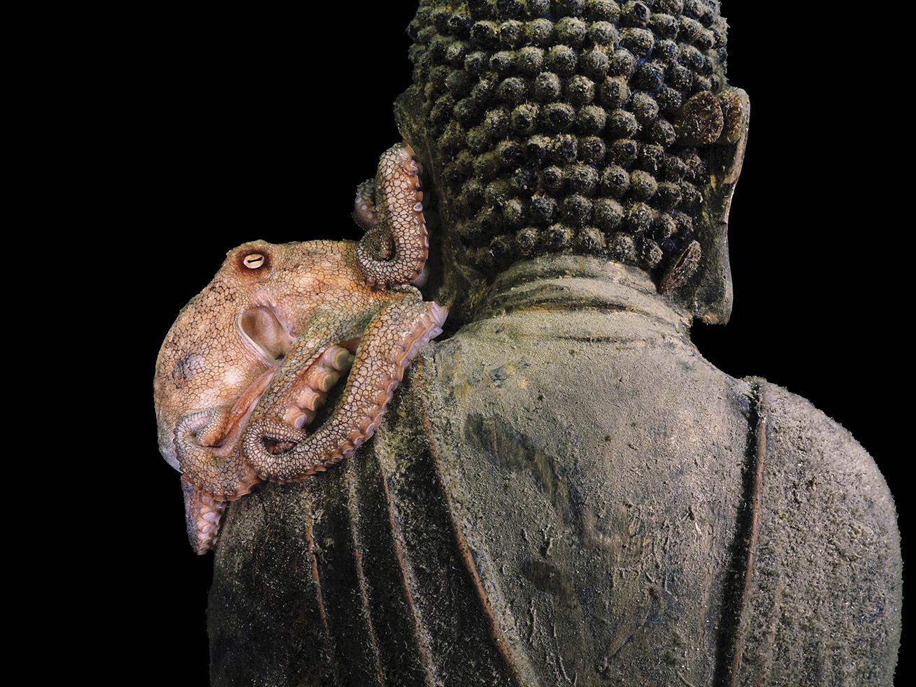 an octopus climbs up a buddha statue located on an artificial reef in Australia 